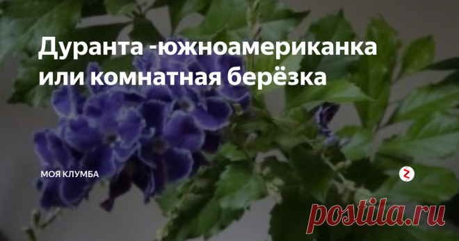 Дуранта -южноамериканка или комнатная  берёзка Дуранта комнатная берёзка
Дуранта это красивое растение с нежно-голубыми, сиреневым или белыми цветами. Но многие цветоводы любят Дуранту за обилие зелени. Как же ухаживать за растением? Что нужно для цветения?
Дуранта относится к семейству Вербеновые. Родина Южная Америка. Представляет собой кустарник, некоторые виды покрыты шипами, плод ягода. Комнатной берёзкой назвали из-за схожести листьев с