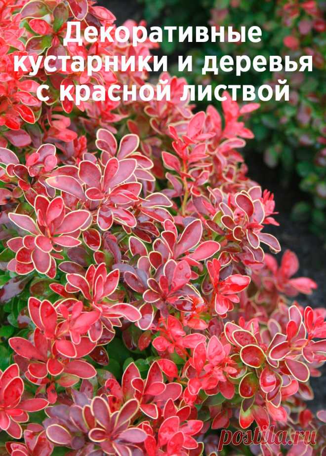 Декоративные кустарники и деревья с красной листвой