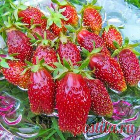 Земклуника Купчиха (8089): купить саженцы в интернет магазине Беккер в России Земклуника Купчиха (8089) в интернет-магазине саженцев и семян Беккер. ✔ Надежная упаковка. ✔Гарантия качества. ✔Удобные способы оплаты и доставки по России