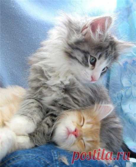 Kittens