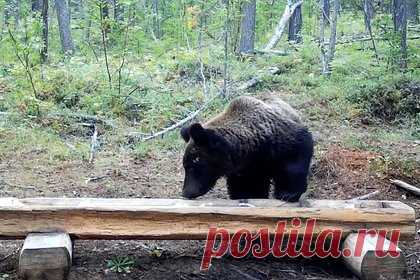 Медведь залез в чужую кормушку в российском нацпарке и попал на видео. Бурый медведь нашел чужую кормушку в российском национальном парке «Ленские столбы» и попал в объектив видеоловушки. На записи видно, как хищник обнюхивает стоящий на лесной опушке солонец для копытных животных, а затем залезает в него лапой, пытаясь найти что-то съедобное.