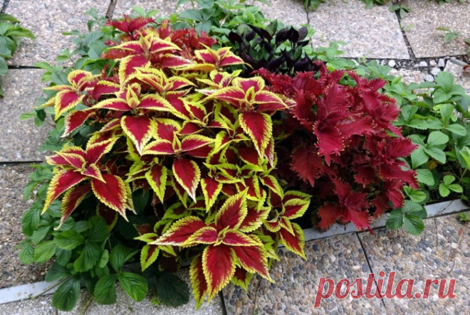 Колеус на клумбе