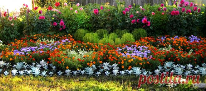 Какие цветы надо сажать на рассаду в январе-феврале » Женский Мир