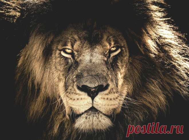 Мужчина знака Лев: черты характера, положительные и отрицательные качества
Астрология может многое рассказать о человеке. Например, мужчины- Львы мужественны, независимы и безумно лояльны. Давайте разберем главные характеристики мужчины знака Лев, чтобы знать чего от них ожидать и как наладить хорошие отношения. Черты характера мужчины Льва Мужчины Львы – прирожденные лидеры. Они не станут...
Читай дальше на сайте. Жми подробнее ➡