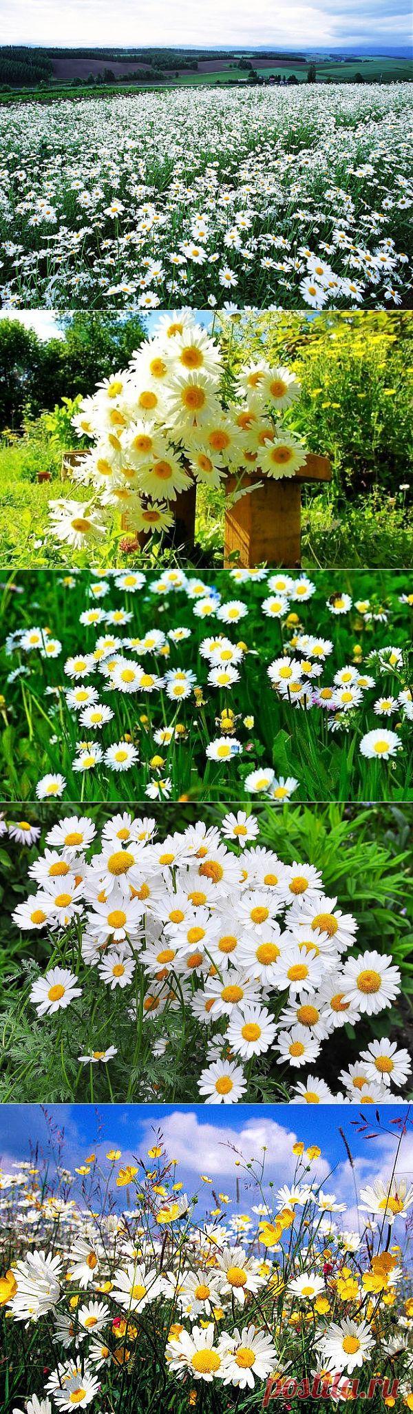 (9) Одноклассники