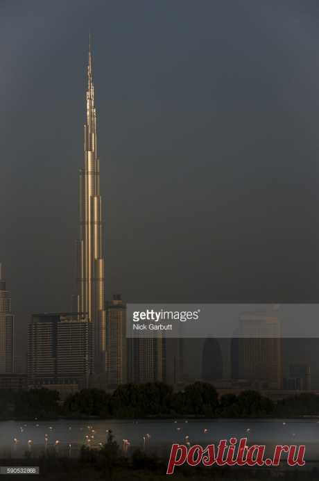 Greater Flamingos With The Dubai Skyline In The Background And The First Rays Of The Sun Catching The Burj Khalifa The Worlds Tallest Building At 82 Stock Photo | Getty Images