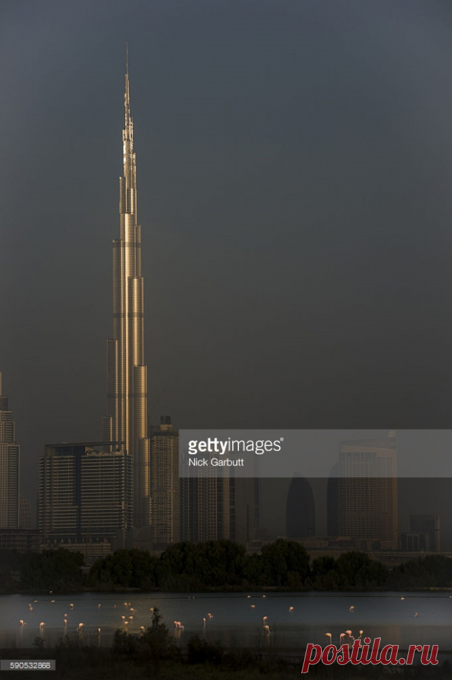 Greater Flamingos With The Dubai Skyline In The Background And The First Rays Of The Sun Catching The Burj Khalifa The Worlds Tallest Building At 82 Stock Photo | Getty Images