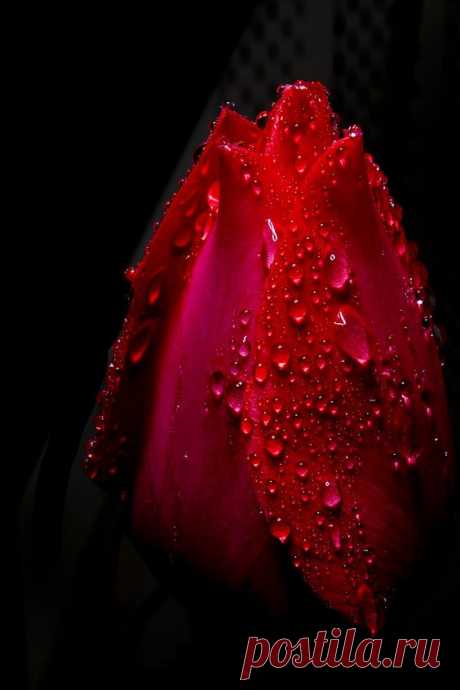 (21) Pinterest