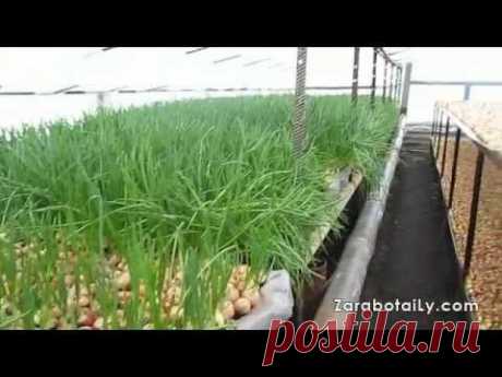 Распространенные ошибки луководов - YouTube