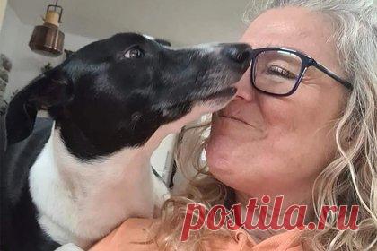 Собака прыгнула на хозяйку и помогла найти у нее тяжелую болезнь. В Великобритании домашняя собака прыгнула на лежавшую на диване хозяйку и помогла вовремя найти у нее тяжелую болезнь. 50-летняя Триша Эллисон из Ноттингема, графство Ноттингемшир, смотрела телевизор, когда ее питомица по кличке Луна внезапно запрыгнула диван. Собака стала обнюхивать и тыкаться носом в ее правую грудь.