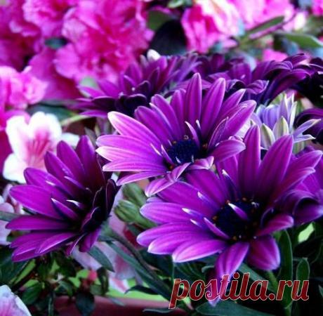 Цветы - до 500х500px - Каталог картинок - Красивые картинки бесплатно