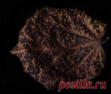 Old Weathered Leaf