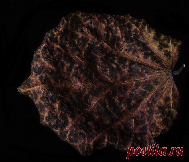 Old Weathered Leaf