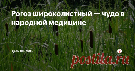 Рогоз широколистный — чудо в народной медицине Заготавливают сырьё в разные сроки. Цветоносные побеги – в мае, а листья и цветки в июне. Созревшие початки – до первых морозов, корневища следует выкапывать в конце осеннего сезона. Очищенные от земли корни сушат в сушилках, а измельчённые листья в помещении, которое хорошо проветривается. Хранить сырьё следует в стеклянных ёмкостях, можно в коробках из картона, в прохладном, сухом месте. В основ