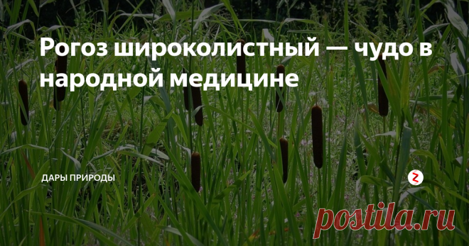 Рогоз широколистный — чудо в народной медицине Заготавливают сырьё в разные сроки. Цветоносные побеги – в мае, а листья и цветки в июне. Созревшие початки – до первых морозов, корневища следует выкапывать в конце осеннего сезона. Очищенные от земли корни сушат в сушилках, а измельчённые листья в помещении, которое хорошо проветривается. Хранить сырьё следует в стеклянных ёмкостях, можно в коробках из картона, в прохладном, сухом месте. В основ