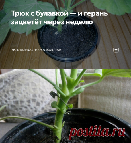 Трюк с булавкой — и герань зацветёт через неделю | Маленький сад на краю Вселенной | Яндекс Дзен