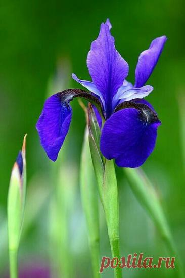 Пин на доске яИРИСИКИ