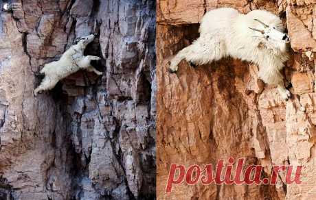 Козлы-скалолазы - Путешествуем вместе