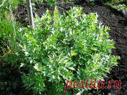 Любисток — выращивание и лечебные свойства