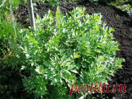 Любисток — выращивание и лечебные свойства