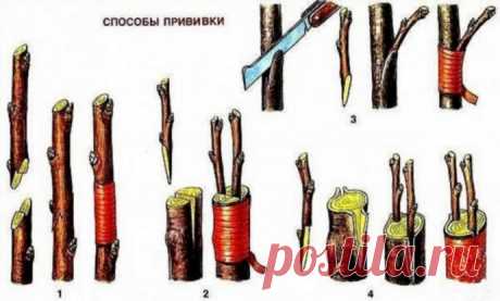 ЧЕТЫРЕ СПОСОБА ПРИВИТЬ ЧЕРЕШНЮ