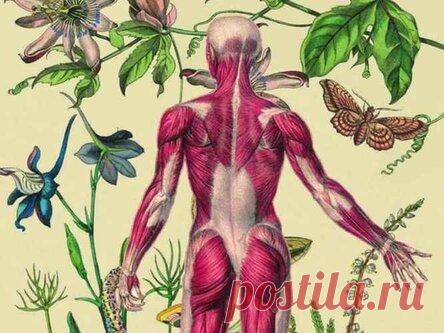 Кожных заболеваний НЕТ — КАКИЕ БОЛЕЗНИ проявляются на коже