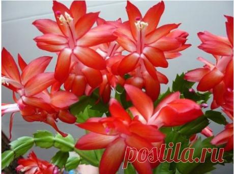 ИДЕАЛЬНЫЙ УХОД ЗА ДЕКАБРИСТОМ - ОЧЕНЬ ПРОСТО!
Декабрист, Zygocactus (Зигокактус), Шлюмбергера (Schlumbergera) — разновидность эпифитных кактусов , родом из тропических лесов Бразилии. В родных тропических лесах растёт в условиях постоянной температуры выше +20 С, повышенной влажности, тесноты между другими растениями и довольно сильной затенённости. Растёт он часто на стволах толстых деревьев, в их рыхлой отмершей коре среди других эпифитов. То, что этот цветок отличается крайней неприхотливост