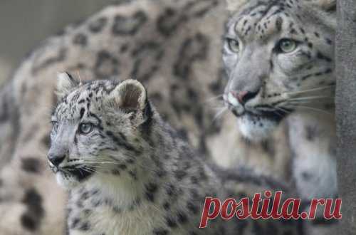 Милые детёныши со своими мамами