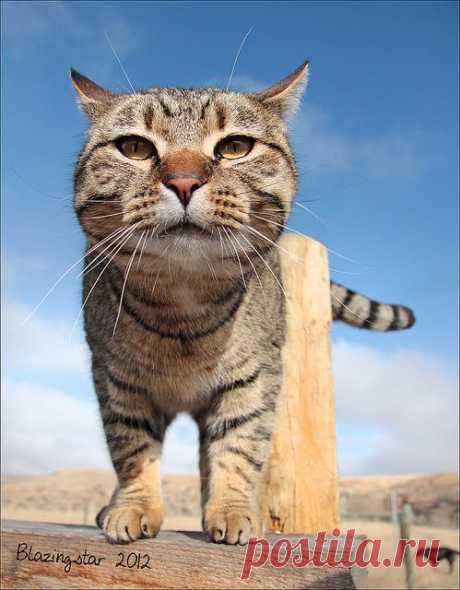 Crazy Cats 1 - a gallery on Flickr