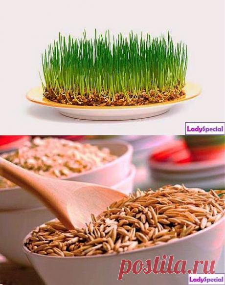 Как проращивать зёрна? - Женский журнал LadySpecial.ru