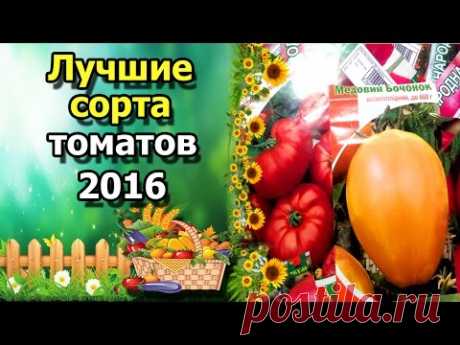 🍅Лучшие сорта томатов 2016. Любимые, вкусные и урожайные помидоры.