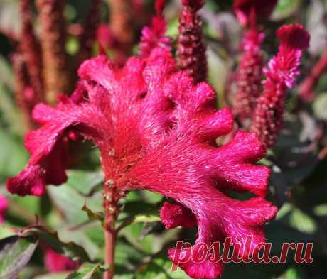 целозия фото цветов: 3 тыс изображений найдено в Яндекс.Картинках