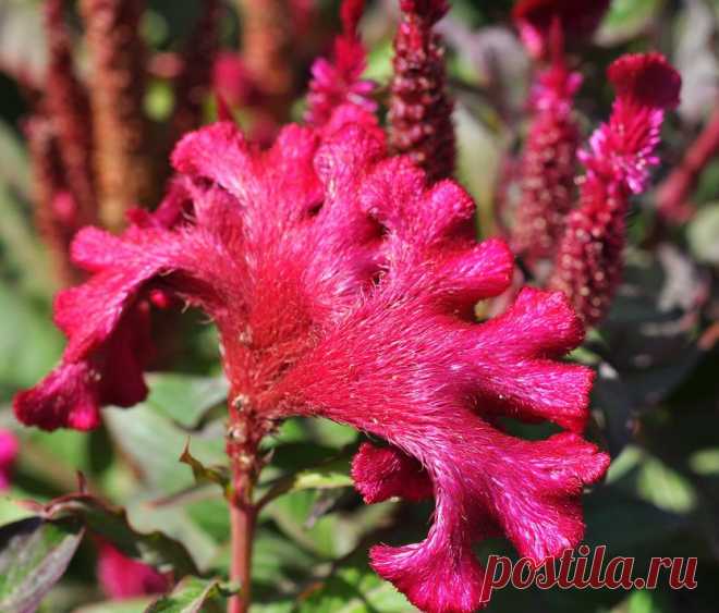 целозия фото цветов: 3 тыс изображений найдено в Яндекс.Картинках