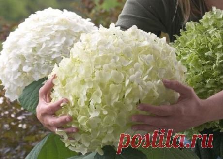 Посадка гортензии / Необычные поделки