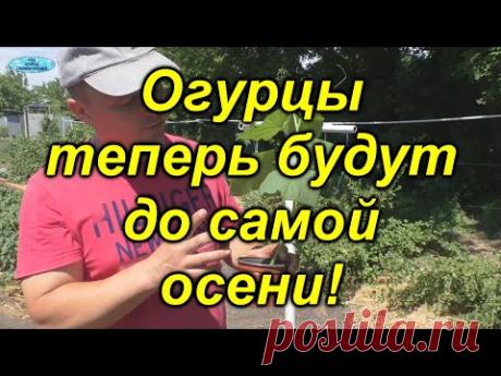 Огурцы в открытом грунте -легко и много!!!