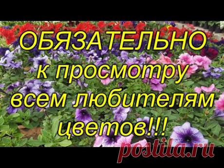 Экскурсия в царство цветов - трепещите, голландцы!)))
