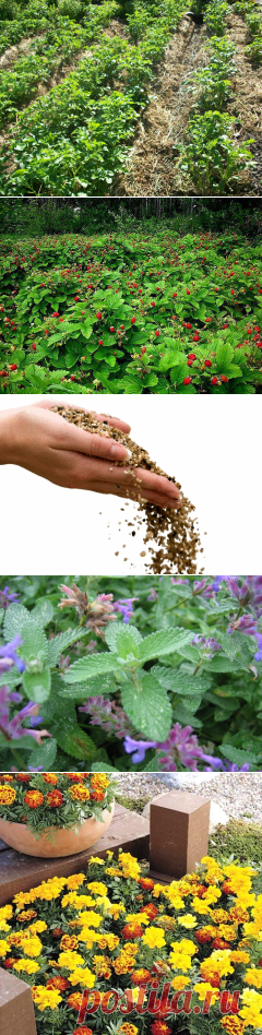 ***дачные СОВЕТЫ | Записи в рубрике ***дачные СОВЕТЫ | Дневник MOITANA