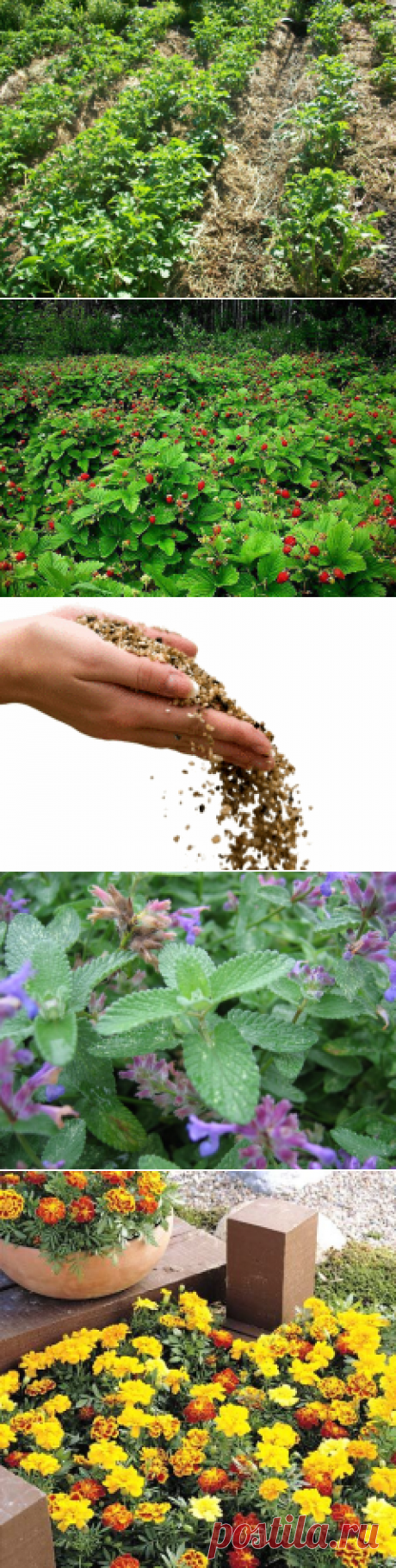 ***дачные СОВЕТЫ | Записи в рубрике ***дачные СОВЕТЫ | Дневник MOITANA