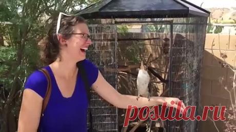 ! Кукабарра смеется