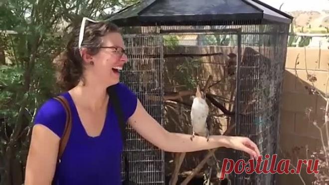 ! Кукабарра смеется