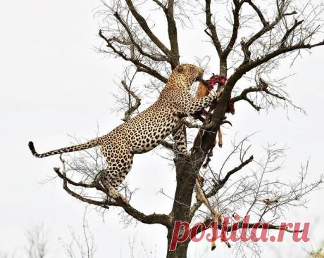 Дикие животные Африки на снимках Стивена Довера