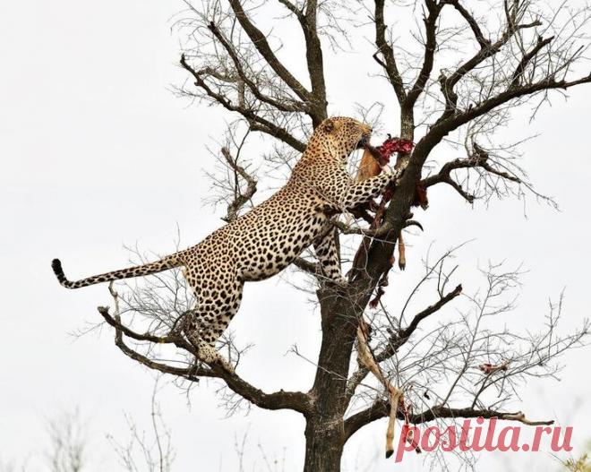 Дикие животные Африки на снимках Стивена Довера