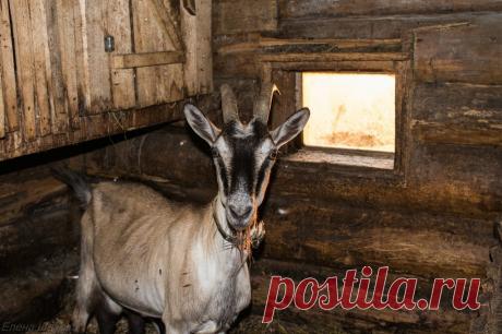 Подружки Фрэнка: matilda_i_ja