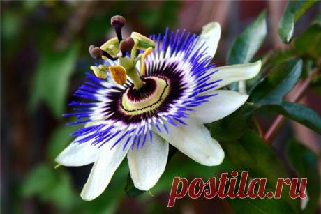 Цветочное поздравление. — Болтай