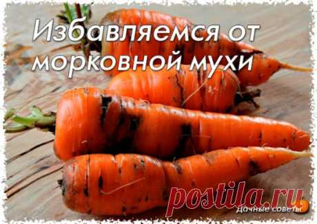 Избавляемся от морковной мухи народными средствами
Ее длинна — всего 4-5 миллиметра. У нее черное брюшко, красная голова и желтые лапки. Она летает с помощью широких прозрачных зеленоватых крыльев. 
Она — морковная муха — маленький, но злостный вредитель моркови, пастернака, сельдерея и петрушки. За один дачный сезон наши грядки с морковью атакуют два поколения этого вредного насекомого. Сегодня пришло время узнать морковную муху «в лицо», определить сроки ее вылета и характер повреждений