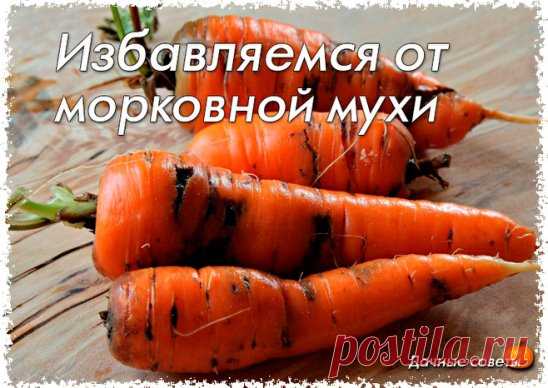 Избавляемся от морковной мухи народными средствами
Ее длинна — всего 4-5 миллиметра. У нее черное брюшко, красная голова и желтые лапки. Она летает с помощью широких прозрачных зеленоватых крыльев. 
Она — морковная муха — маленький, но злостный вредитель моркови, пастернака, сельдерея и петрушки. За один дачный сезон наши грядки с морковью атакуют два поколения этого вредного насекомого. Сегодня пришло время узнать морковную муху «в лицо», определить сроки ее вылета и характер повреждений