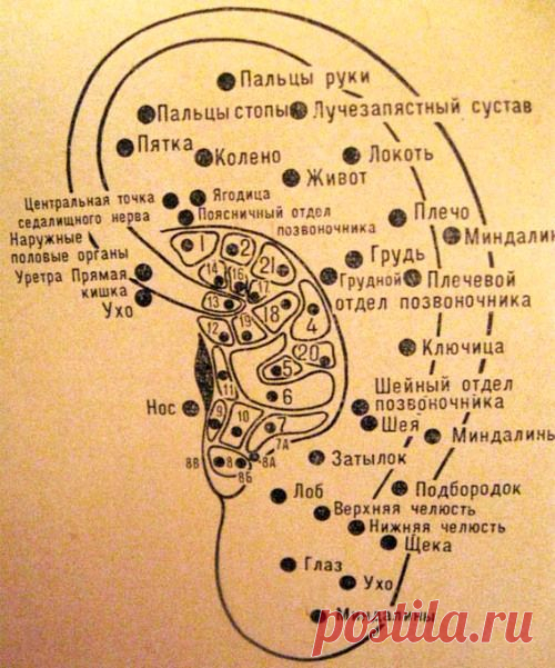 Массаж ушей (массаж ушных раковин), проекция органов на ухе | здоровье | Постила