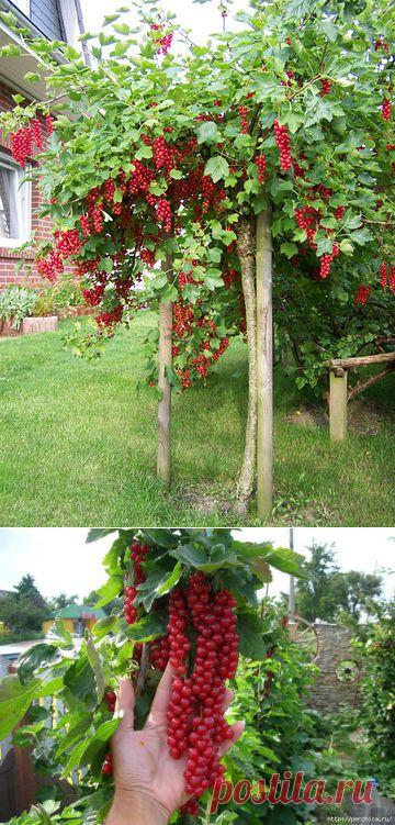 Как сделать из смородины и крыжовника деревце штамбовой формы