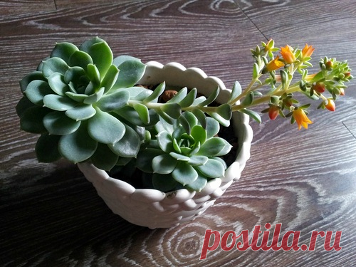 Растение каменный цветок (каменная роза)
