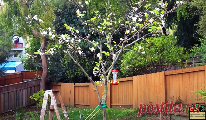 Если хочется, чтобы груша плодоносила по максимуму, то просто посадите рядом её 